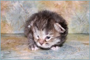 Male Siberian Kitten from Deedlebug Siberians